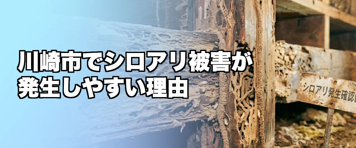 川崎市でシロアリ被害が発生しやすい理由を解説するイメージ