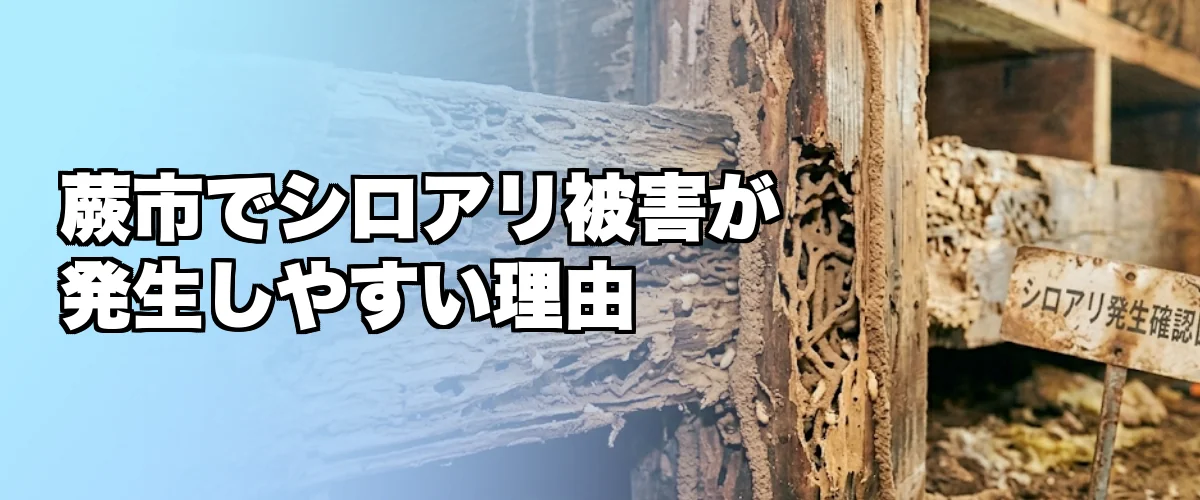 蕨市でシロアリ被害が発生しやすい理由を解説するイメージ